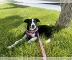 Small #6 Australian Shepherd Mix