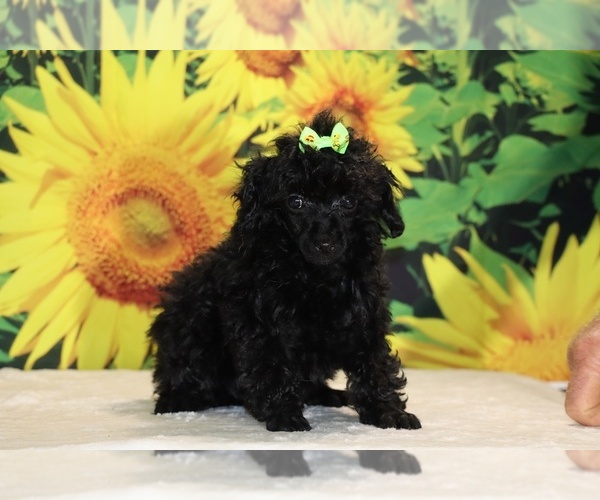 Medium Photo #38 Poodle (Toy) Puppy For Sale in DYERSBURG, TN, USA