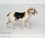 Small #2 Beagle