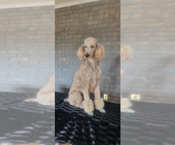 Medium Photo #5 Poodle (Standard) Puppy For Sale in TRAVELERS REST, SC, USA