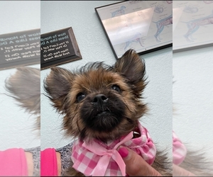 Shorkie Tzu Puppy for sale in SARASOTA, FL, USA