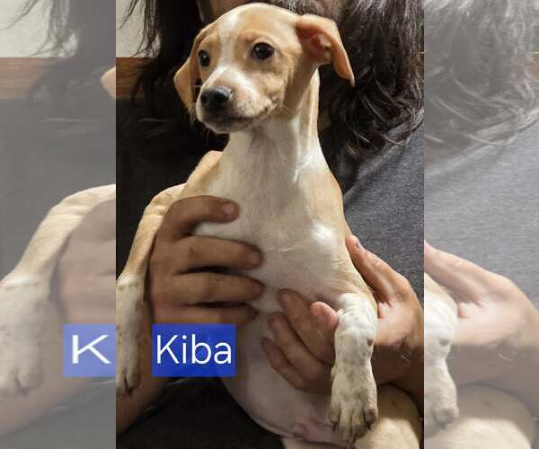Medium Photo #5 Chihuahua-Unknown Mix Puppy For Sale in Minneapolis, MN, USA
