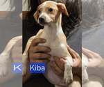 Small #4 Chihuahua Mix