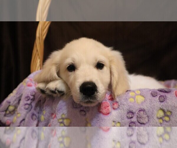 Medium Photo #37 English Cream Golden Retriever Puppy For Sale in LANCASTER, WI, USA