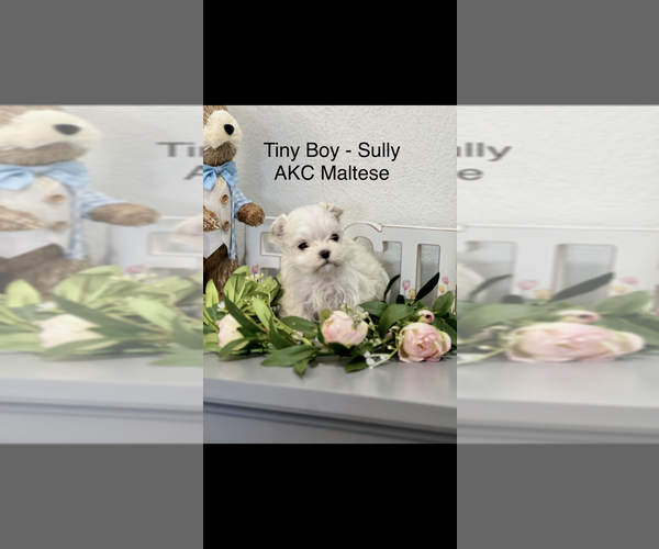 Medium Photo #1 Maltese Puppy For Sale in NILES, MI, USA