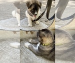 Small Photo #2 Akita-Alusky Mix Puppy For Sale in SAN JACINTO, CA, USA