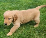 Small Photo #6 Golden Retriever Puppy For Sale in NOBLESVILLE, IN, USA