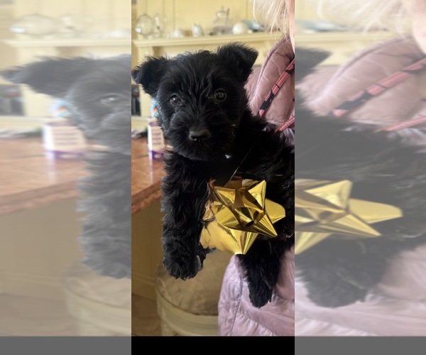 Medium Photo #1 Scottish Terrier Puppy For Sale in BETHLEHEM, CT, USA