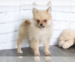 Pomeranian Puppy for sale in RED LION, PA, USA