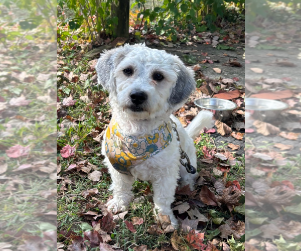 Medium Photo #1 Zuchon Puppy For Sale in Gibbstown, NJ, USA