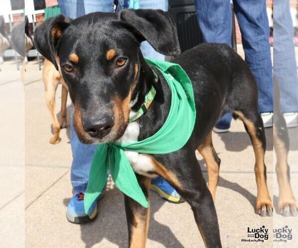 Medium Photo #4 Mutt Puppy For Sale in Washington, DC, USA