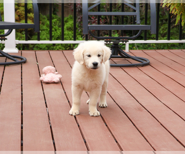 Medium Photo #4 English Cream Golden Retriever Puppy For Sale in SYRACUSE, IN, USA