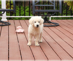 Small #3 English Cream Golden Retriever