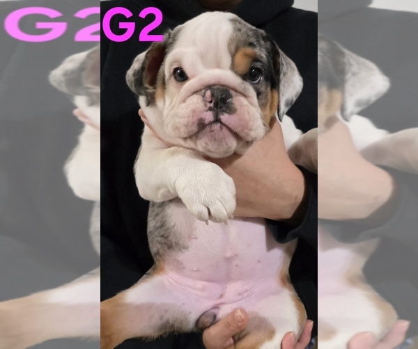 Medium Photo #3 English Bulldog Puppy For Sale in FRESNO, CA, USA