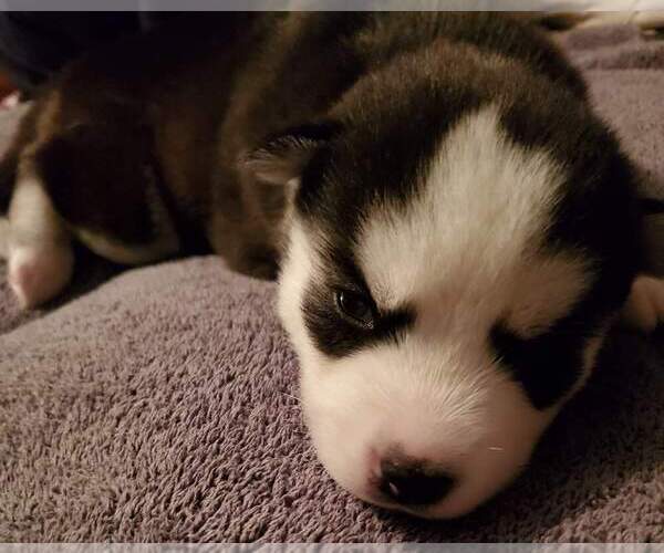 Medium Photo #1 Siberian Husky Puppy For Sale in GILLETTE, WY, USA