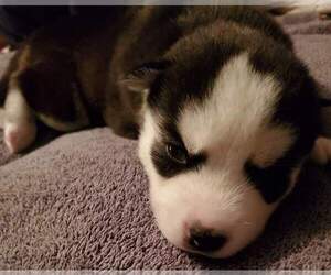 Siberian Husky Puppy for sale in GILLETTE, WY, USA