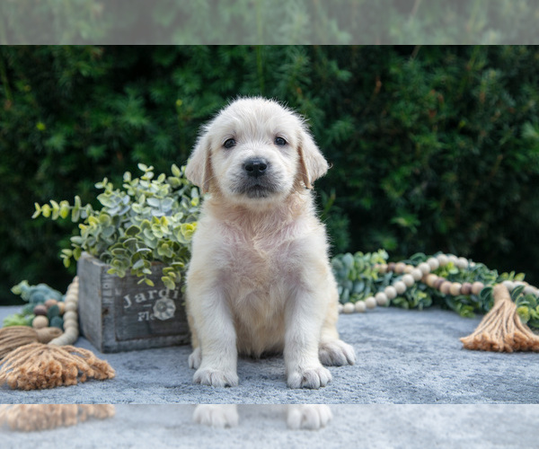 Medium Photo #8 English Cream Golden Retriever Puppy For Sale in HARLAN, IN, USA
