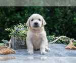 Puppy Bender English Cream Golden Retriever