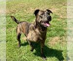 Small #1 American Pit Bull Terrier Mix