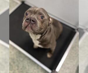 American Pit Bull Terrier Dogs for adoption in Salisbury, NC, USA