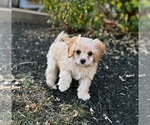 Puppy Rylee Cavachon