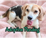 Small Beagle