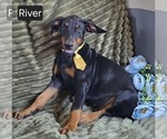 Small #3 Doberman Pinscher