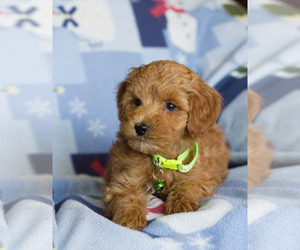 Goldendoodle Puppy for sale in MILWAUKEE, WI, USA