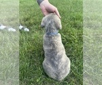 Small #14 Cane Corso