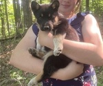 Puppy Charlie Alaskan Malamute-Australian Cattle Dog Mix