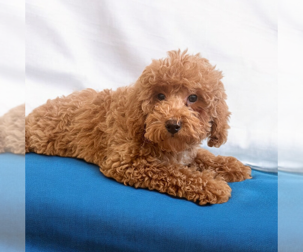 Medium Photo #1 Poodle (Miniature) Puppy For Sale in DUNDEE, OH, USA