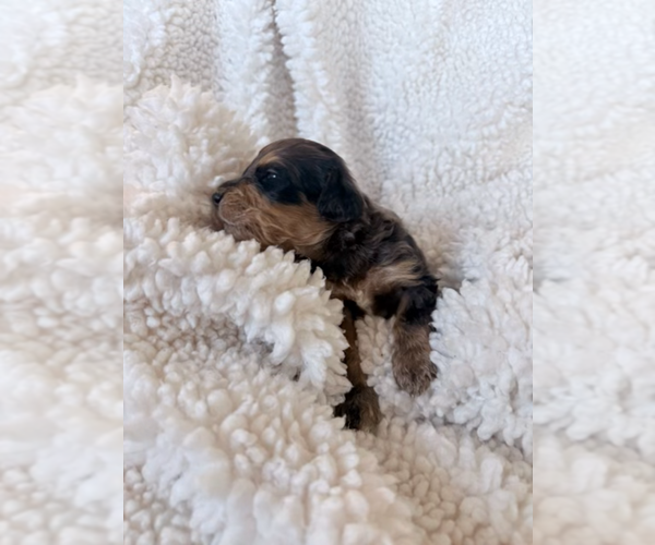 Medium Photo #11 Aussie-Poo-Bernedoodle Mix Puppy For Sale in LEXINGTON, SC, USA
