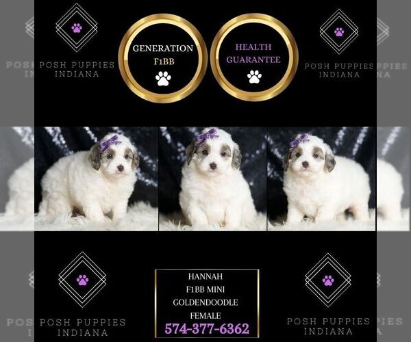 Medium Photo #2 Goldendoodle (Miniature) Puppy For Sale in WARSAW, IN, USA