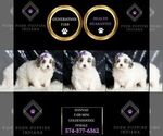 Small #1 Goldendoodle (Miniature)