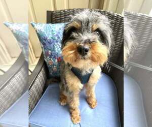 Australian Terrier-Unknown Mix Dogs for adoption in Arlington, VA, USA