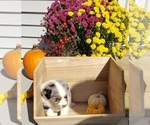 Small Photo #14 Australian Shepherd Puppy For Sale in RUSSELL, IA, USA