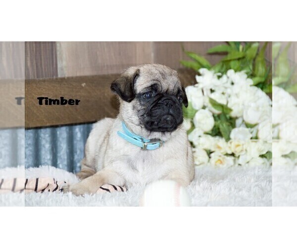 Medium Photo #14 Pug Puppy For Sale in CLARE, MI, USA