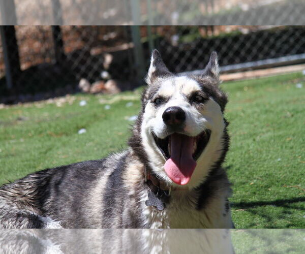 Medium Photo #3 Siberian Husky Puppy For Sale in Randleman , NM, USA
