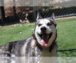 Small #2 Siberian Husky