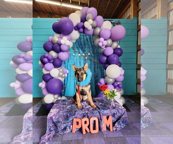 Medium Photo #40 German Shepherd Dog Puppy For Sale in Seattle, WA, USA