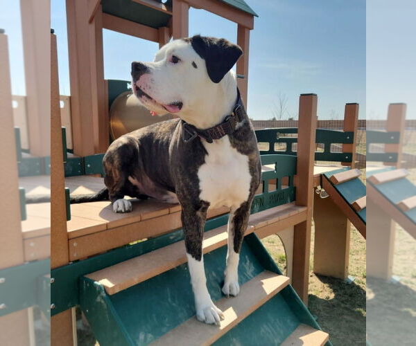 Medium Photo #4 American Bulldog Puppy For Sale in Chestertown, MD, USA