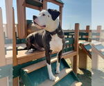 Small #3 American Bulldog