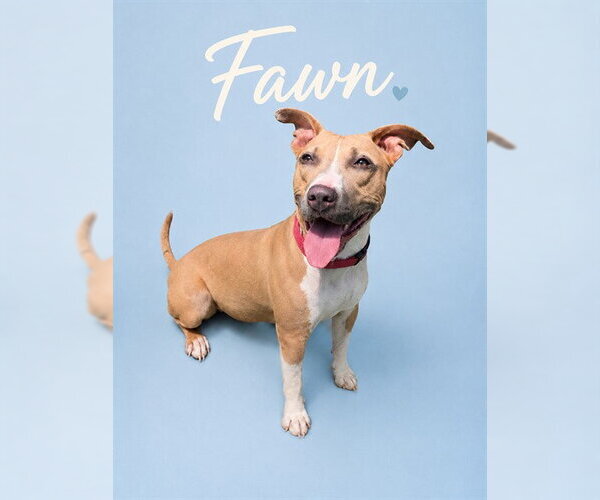 Medium Photo #1 American Pit Bull Terrier Puppy For Sale in Westminster, MD, USA
