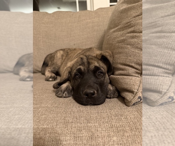 Medium Photo #12 Mastiff-Pyrenean Mastiff Mix Puppy For Sale in RHOME, TX, USA