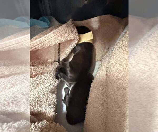 Medium Photo #2 Mutt Puppy For Sale in Imlay City, MI, USA