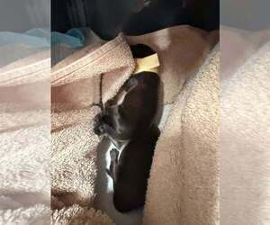 Pokemon - Baby Marowak (red) - Located in Arizona - Male Mutt Dog for Adoption - Photo #2