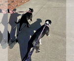 Small #8 American Pit Bull Terrier-Labrador Retriever Mix