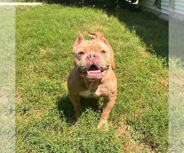 Medium Photo #4 American Bulldog-Unknown Mix Puppy For Sale in Muskegon, MI, USA