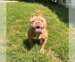 Small #3 American Bulldog Mix