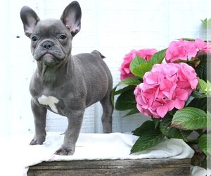 French Bulldog Puppy for sale in FREDERICKSBURG, OH, USA
